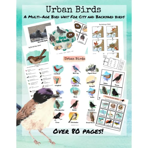 Urban Birds Unit Study for City Kids