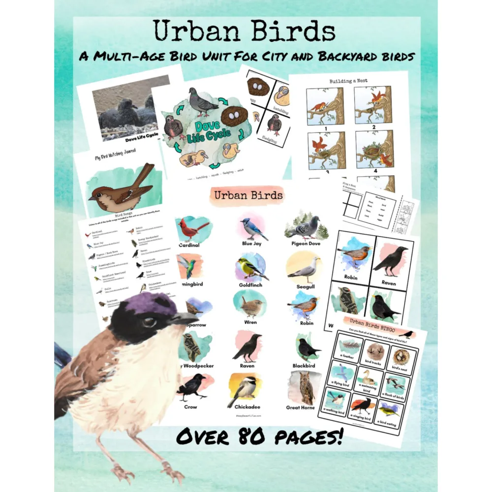 Urban Birds Unit Study for City Kids