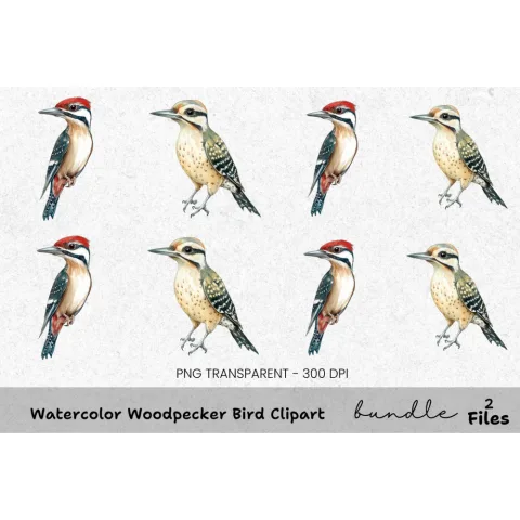 Woodpecker Bird Clipart Bundle