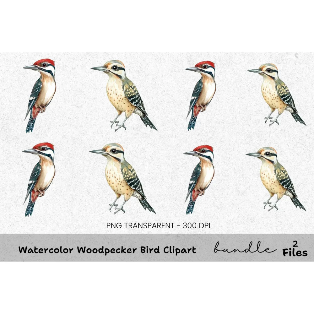 Woodpecker Bird Clipart Bundle