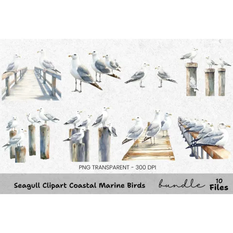 Seagull Coastal Marine Birds Clipart Bundle