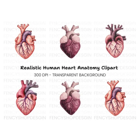 Anatomical Human Heart Clipart Bundle