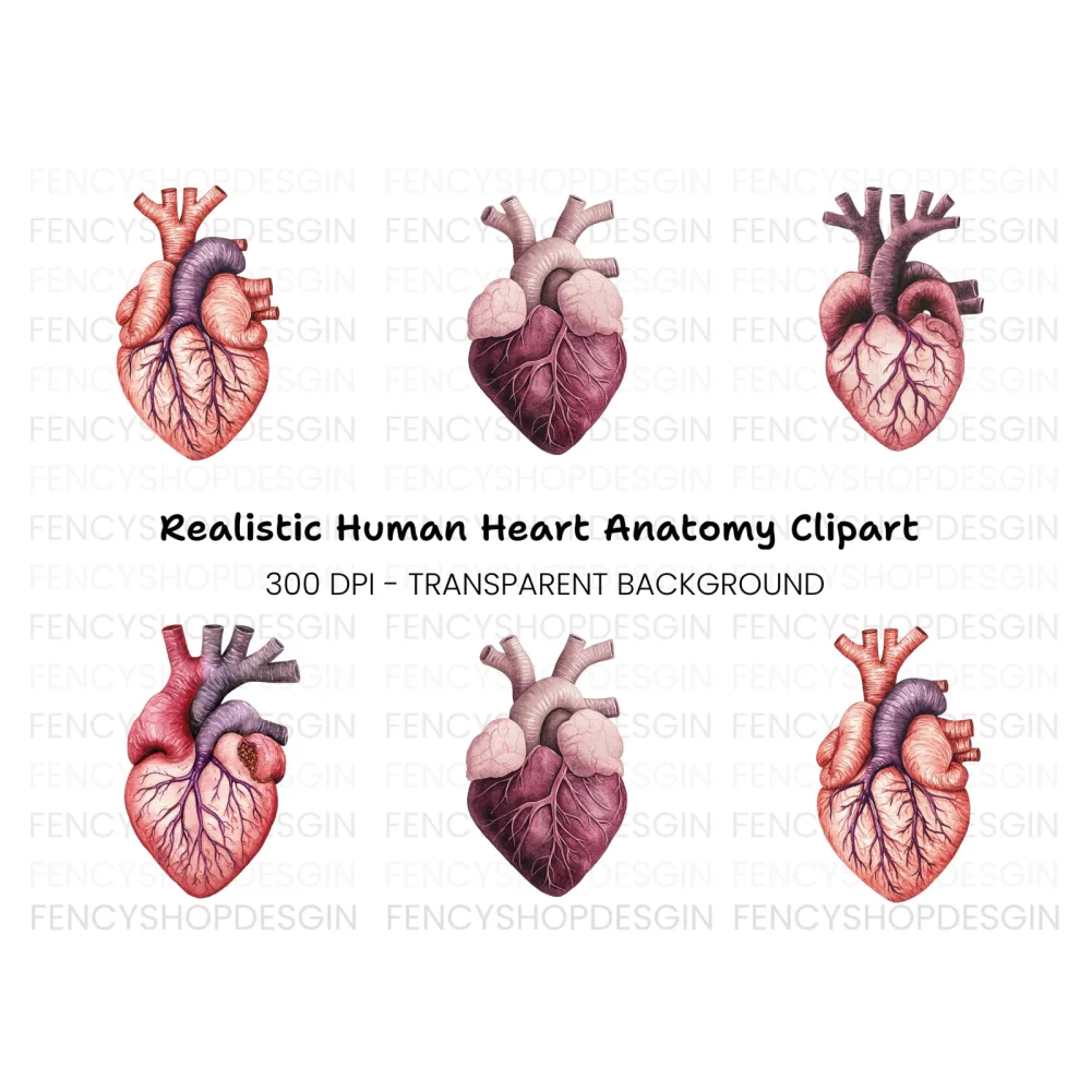 Anatomical Human Heart Clipart Bundle