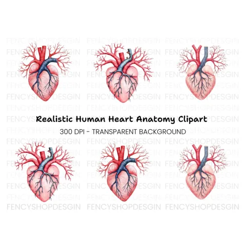 Anatomical Human Heart Clipart Bundle