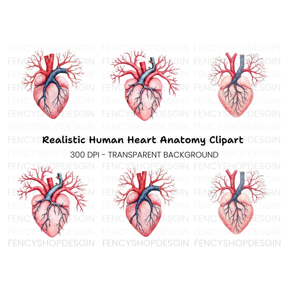 Anatomical Human Heart Clipart Bundle