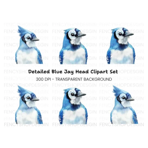 Blue Jay Bird Clipart Bundle