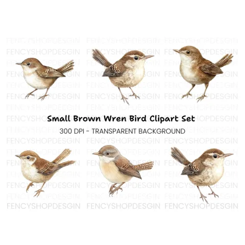 Charming Brown Wren Bird Clipart Bundle