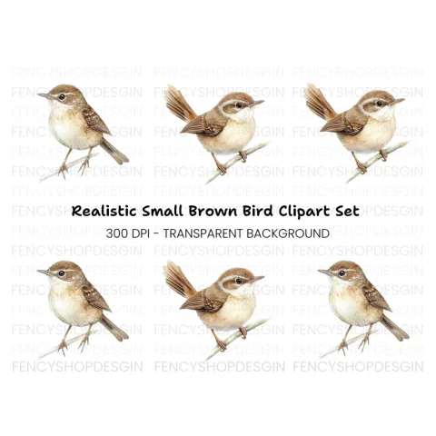 Small Brown Bird Perched Clipart Bundle