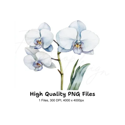 Elegant White Orchid Clipart Bundle