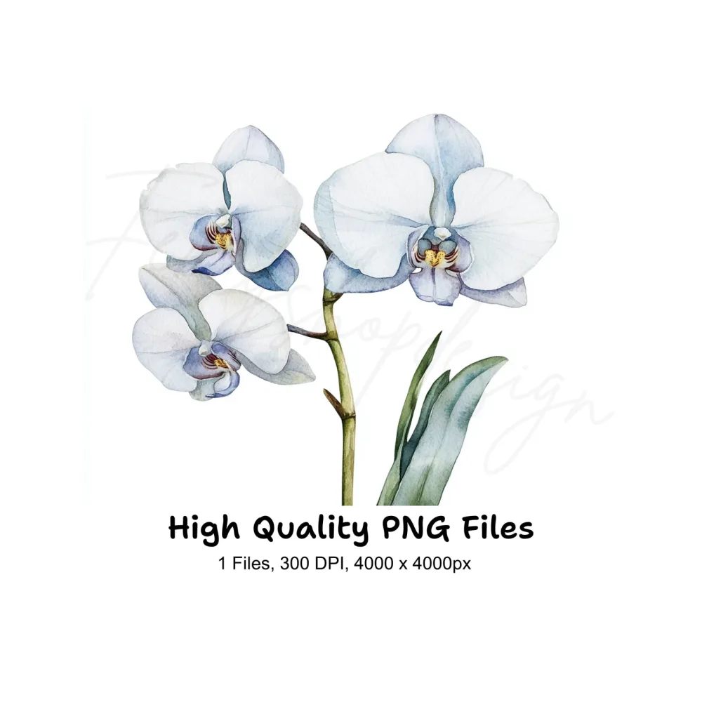 Elegant White Orchid Clipart Bundle