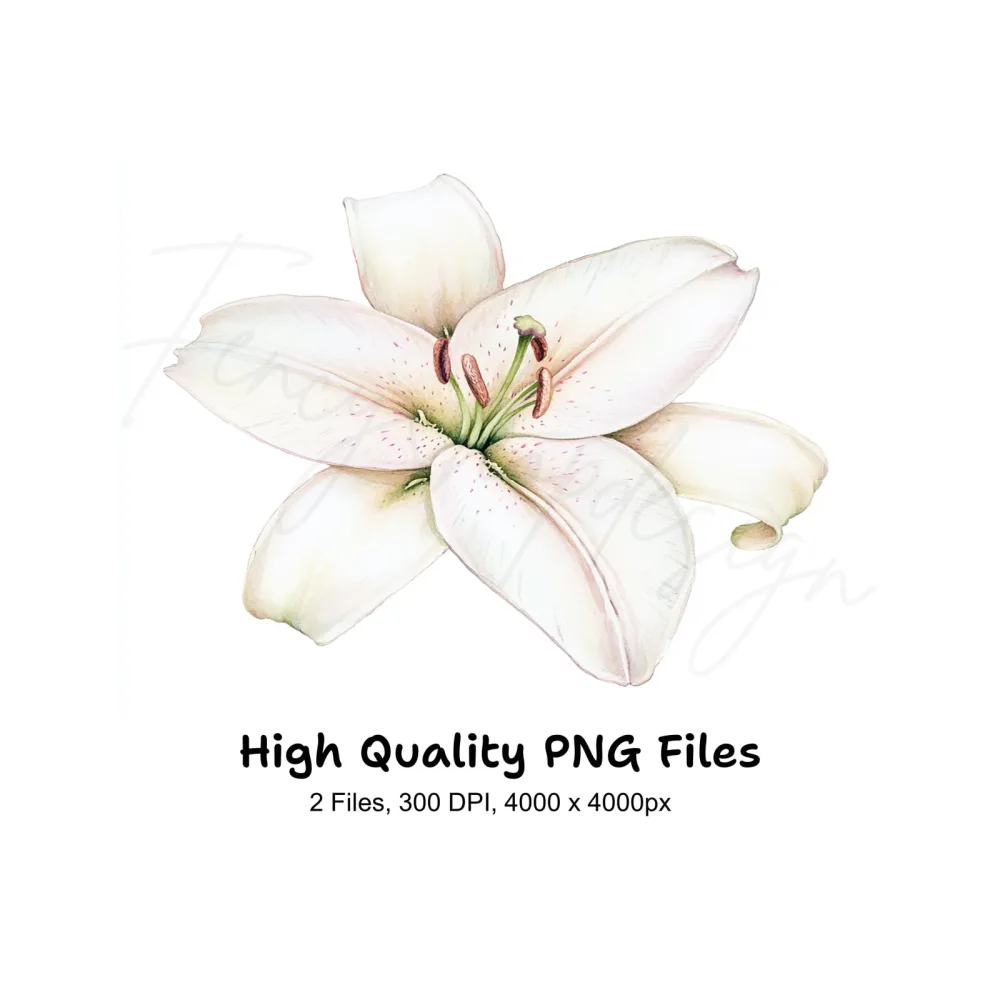Elegant White Lily Flower Clipart Bundle