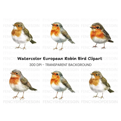 Cute Robin Bird Clipart Bundle