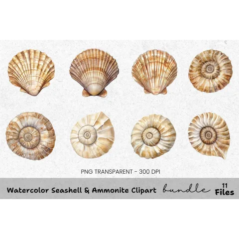 Seashell Ammonite Clipart Bundle