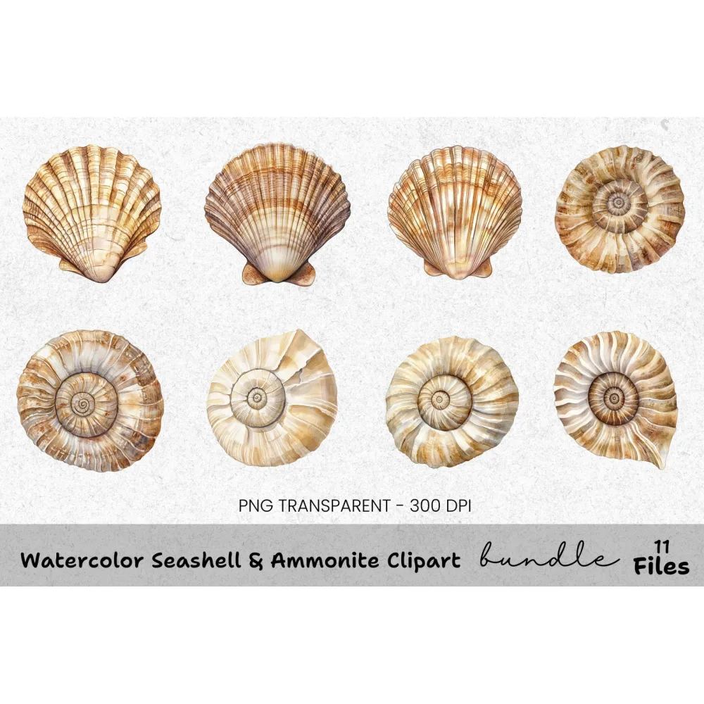 Seashell Ammonite Clipart Bundle