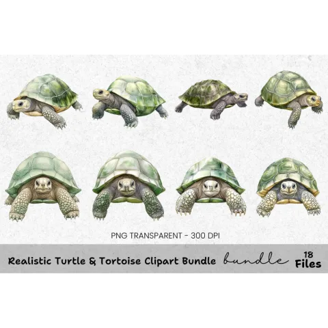 Realistic Turtle Tortoise Clipart Bundle