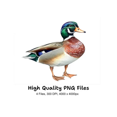 Mallard Duck Clipart Bundle