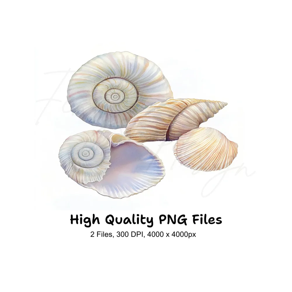 Seashells Clipart Bundle