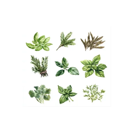 Herbs and Spices Clipart Bundle