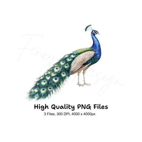 Elegant Peacock Clipart Bundle