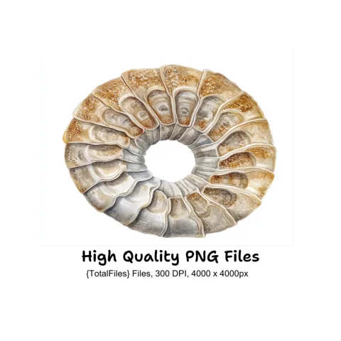Ammonite Fossil Clipart Bundle