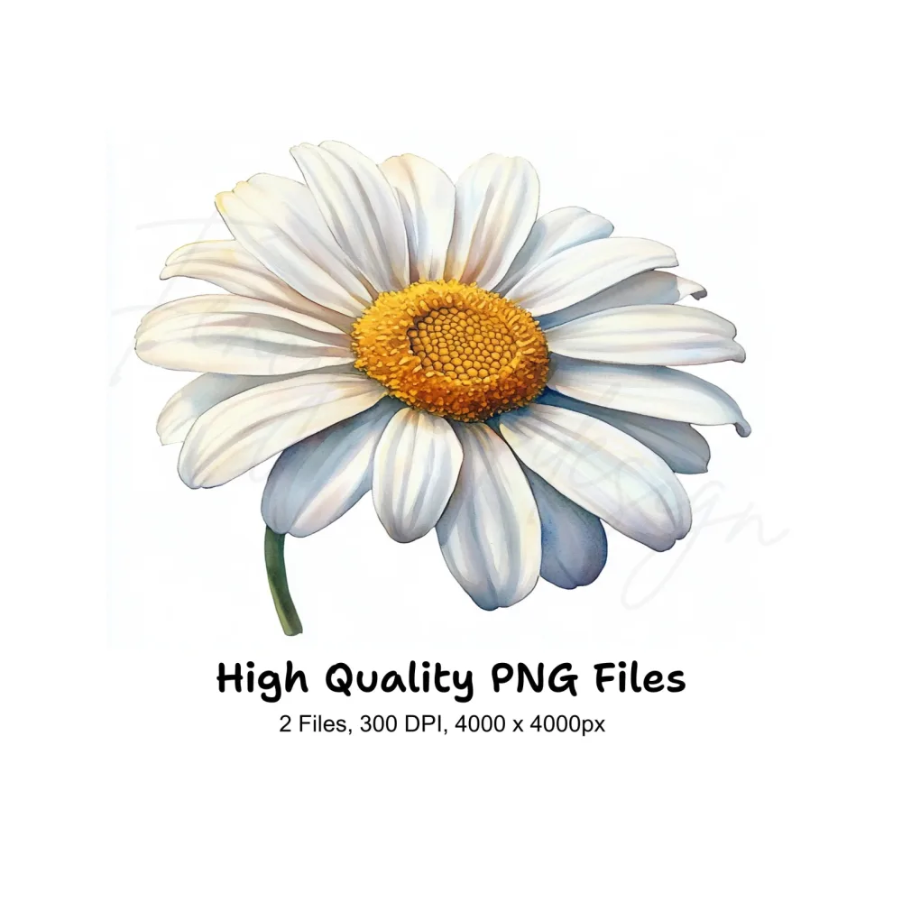 Beautiful Daisy Flower Clipart Bundle