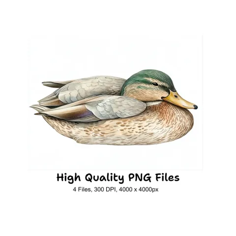 Mallard Duck Clipart Bundle