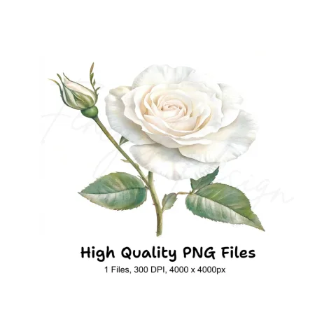 Single White Rose with Bud Clipart Bundle