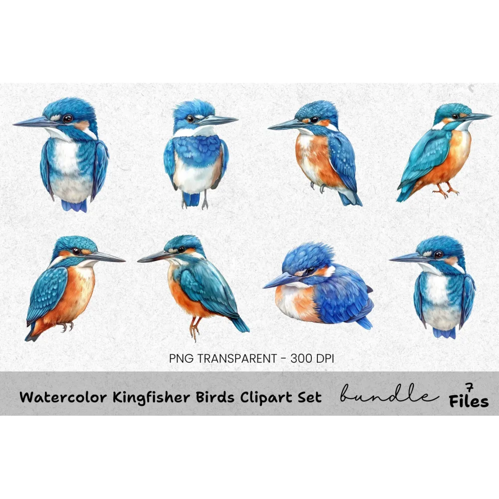 Kingfisher Birds Clipart Bundle