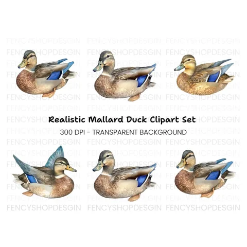 Mallard Duck Female Clipart Bundle
