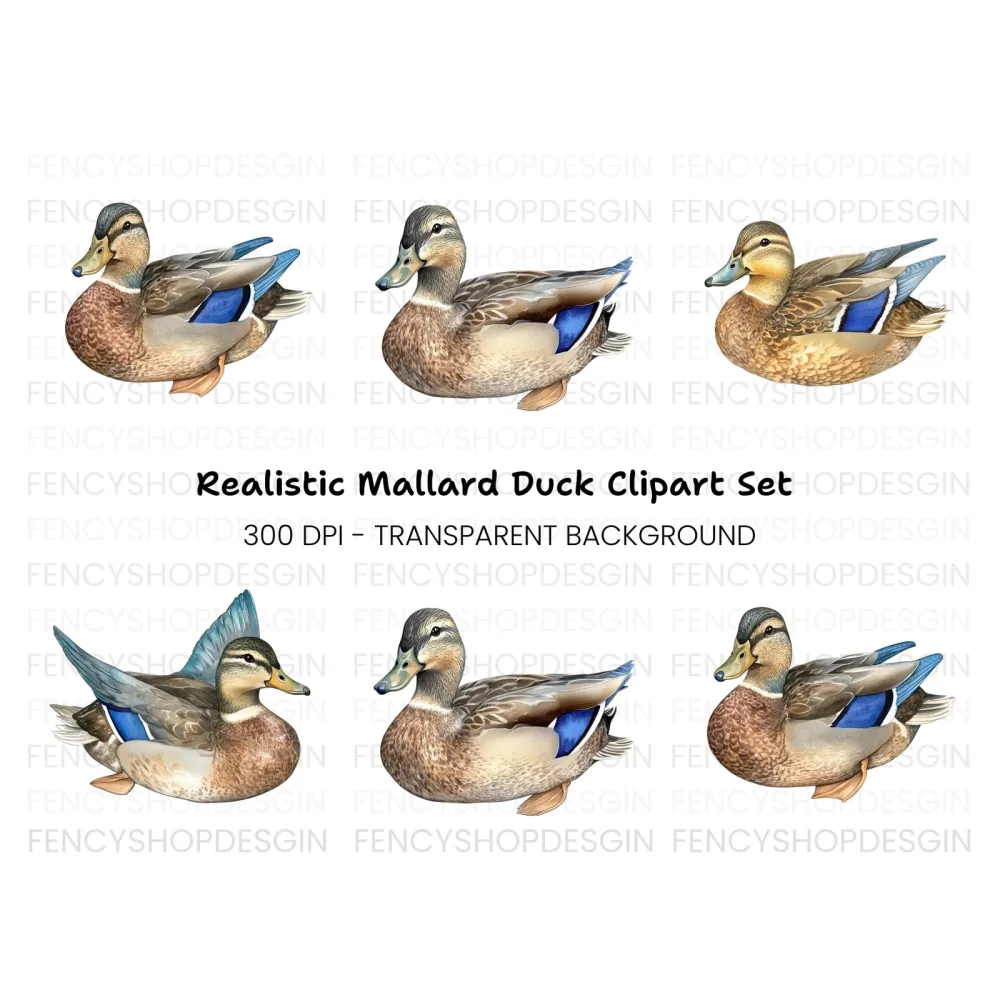 Mallard Duck Female Clipart Bundle