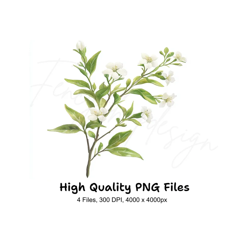 Elegant White Jasmine Floral Clipart Bundle