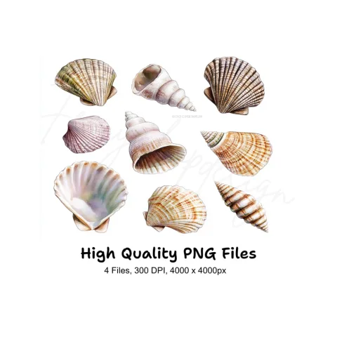 Diverse Seashell Clipart Bundle