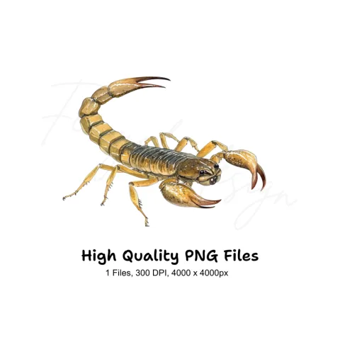 Scorpion Illustration Clipart Bundle