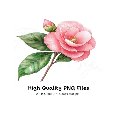 Camellia Blossom and Bud Clipart Bundle