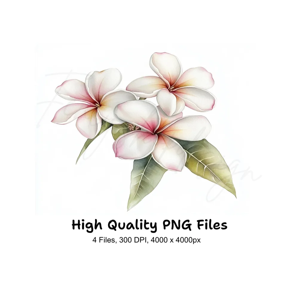 Elegant Plumeria Flower Clipart Bundle