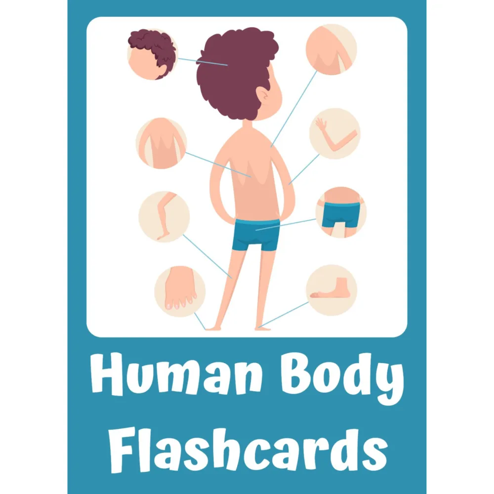 Human Body Flashcards for Kids