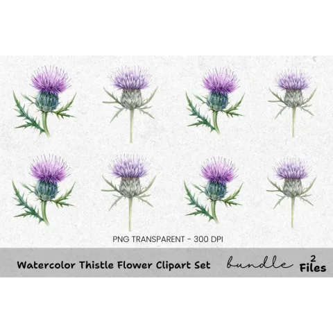 Thistle Flower Clipart Bundle