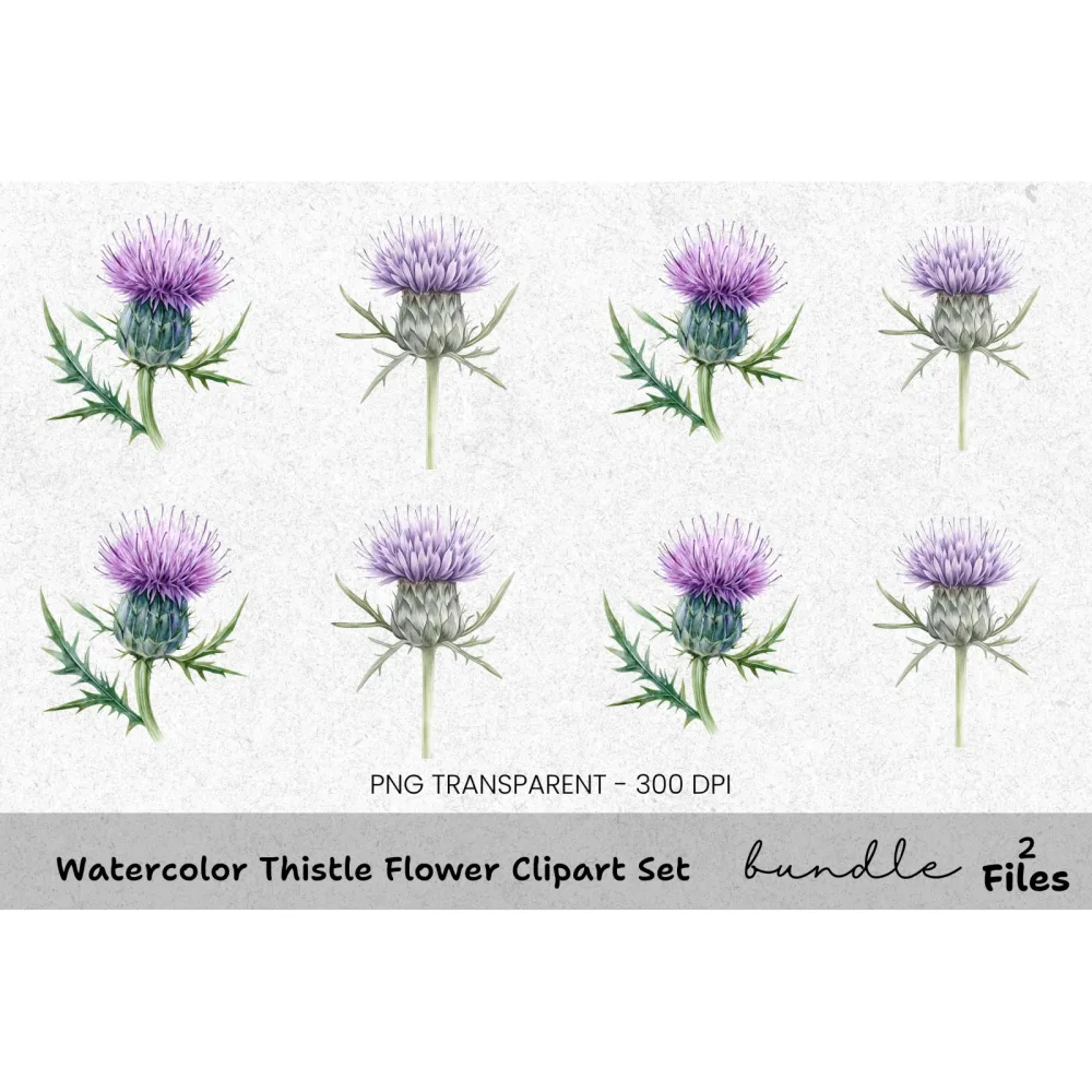 Thistle Flower Clipart Bundle
