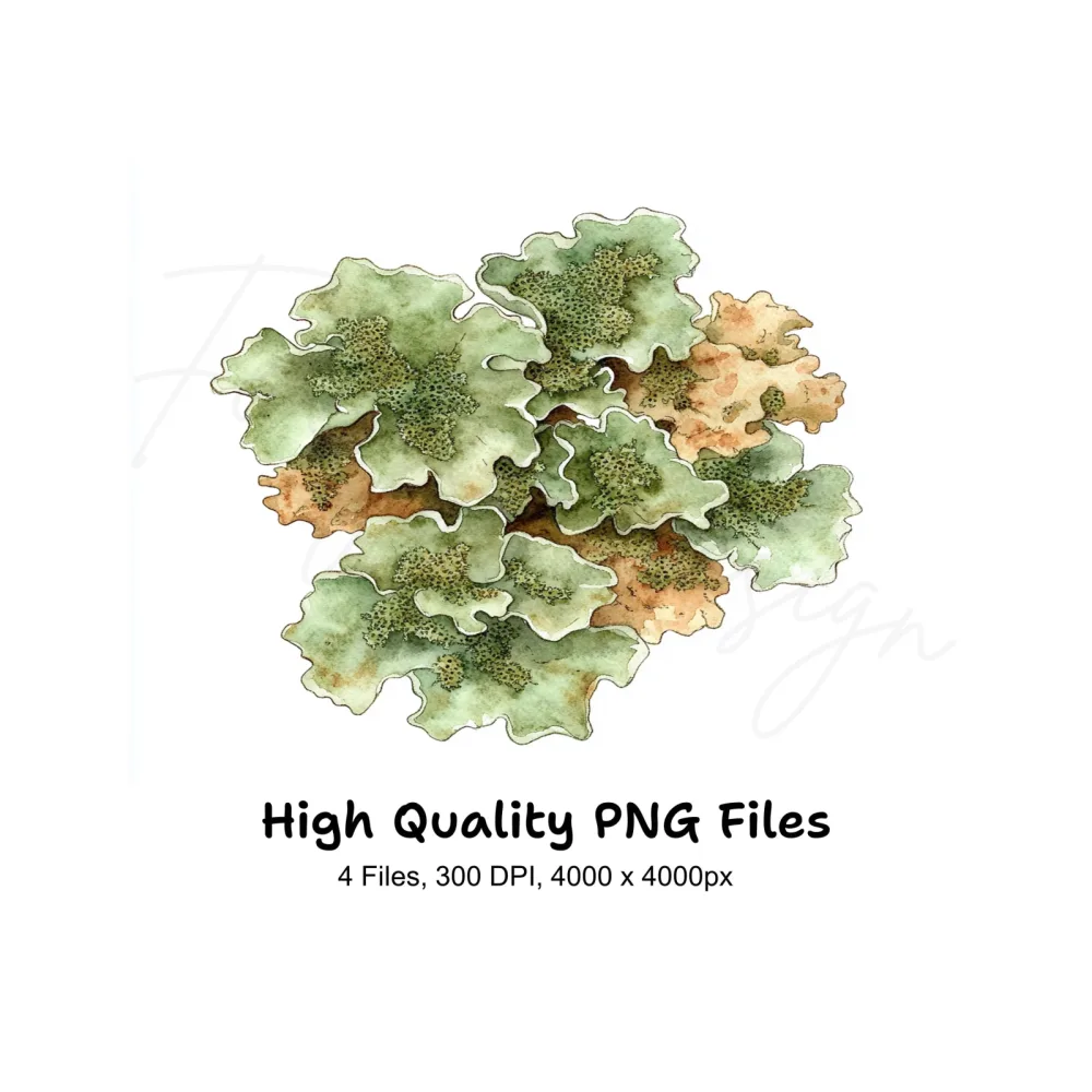 Lichen Clipart Bundle