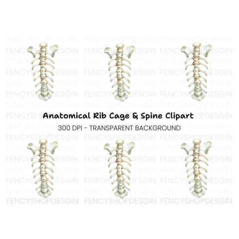 Human Spine and Ribs Clipart Bundle
