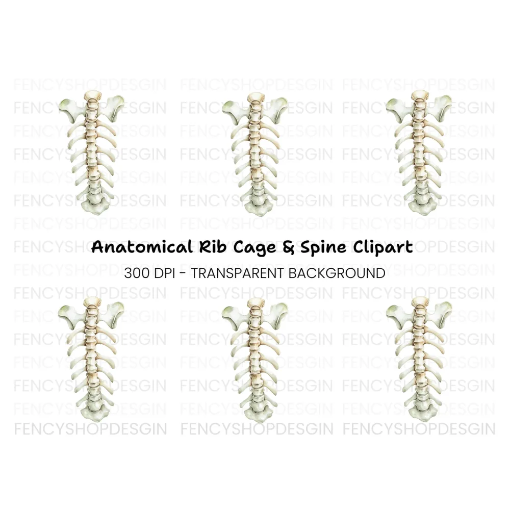 Human Spine and Ribs Clipart Bundle