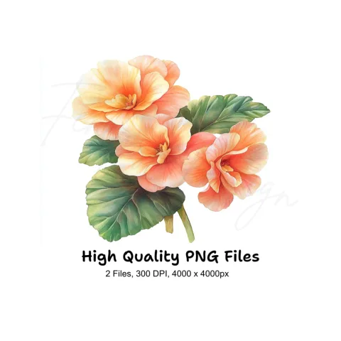 Elegant Peach Begonia Flower Clipart Bundle