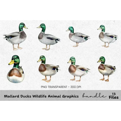 Mallard Ducks Wildlife Animal Clipart Bundle