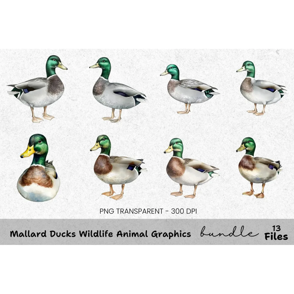 Mallard Ducks Wildlife Animal Clipart Bundle