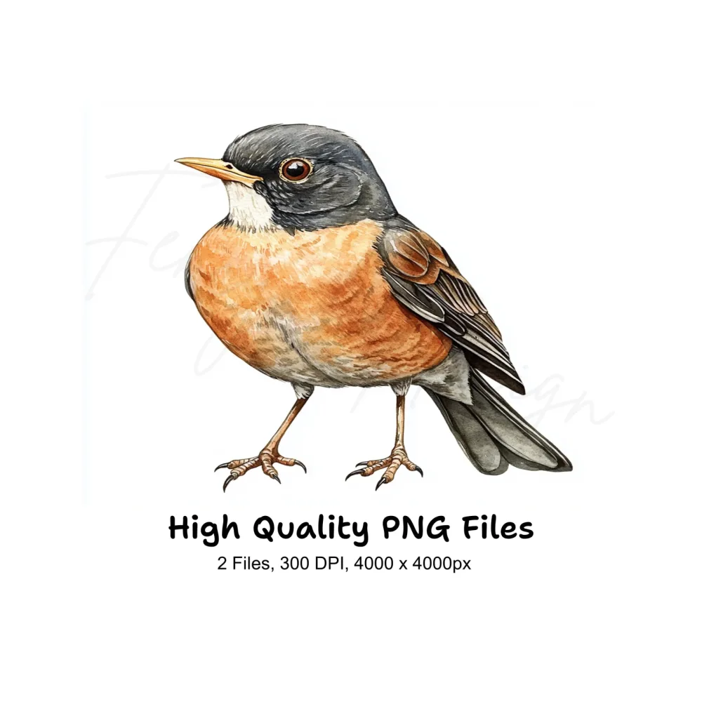 American Robin Bird Clipart Bundle