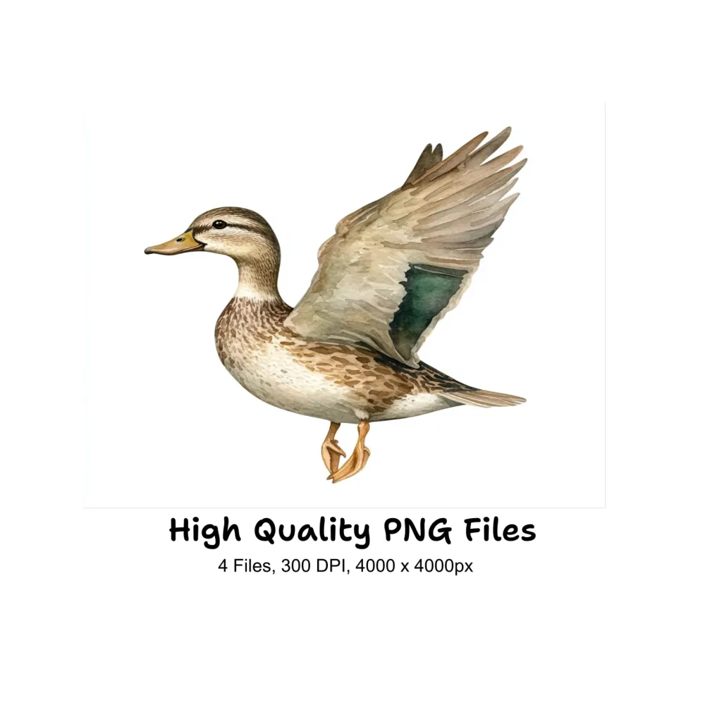 Mallard Duck Clipart Bundle