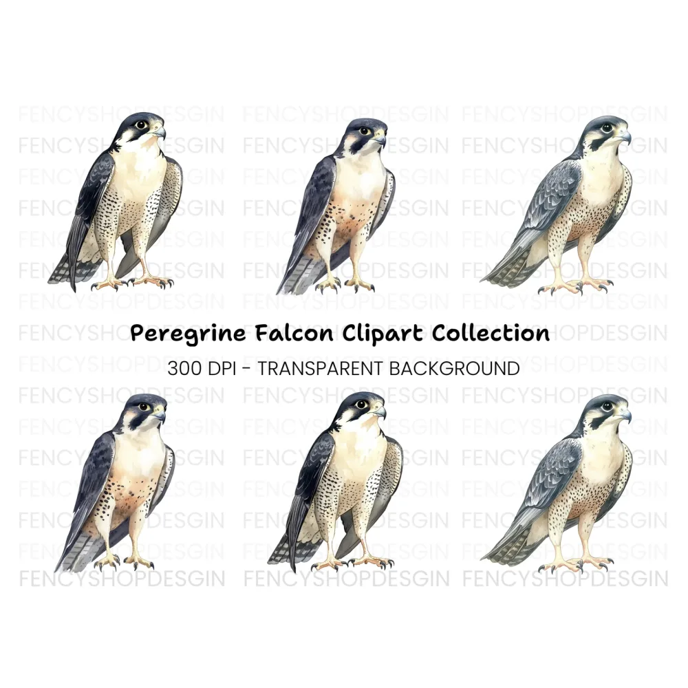 Majestic Peregrine Falcon Clipart Bundle