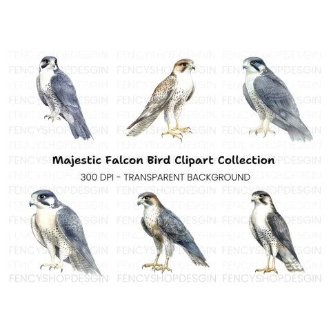 Peregrine Falcon Clipart Bundle