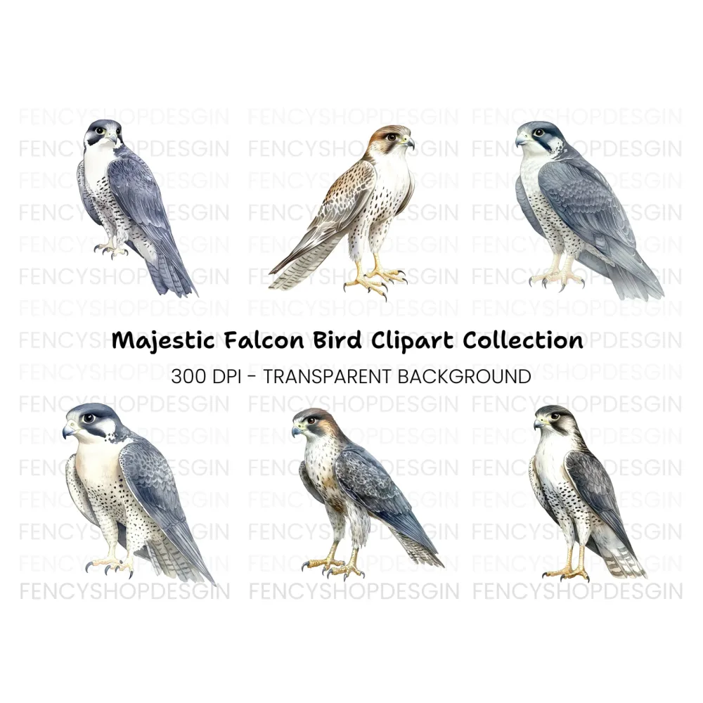 Peregrine Falcon Clipart Bundle