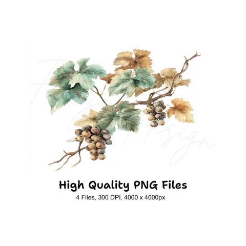 Grapevine Clipart Bundle